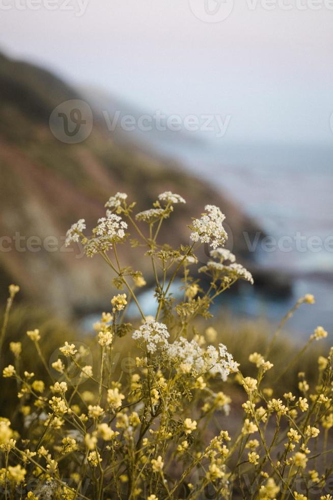 flores e litoral foto