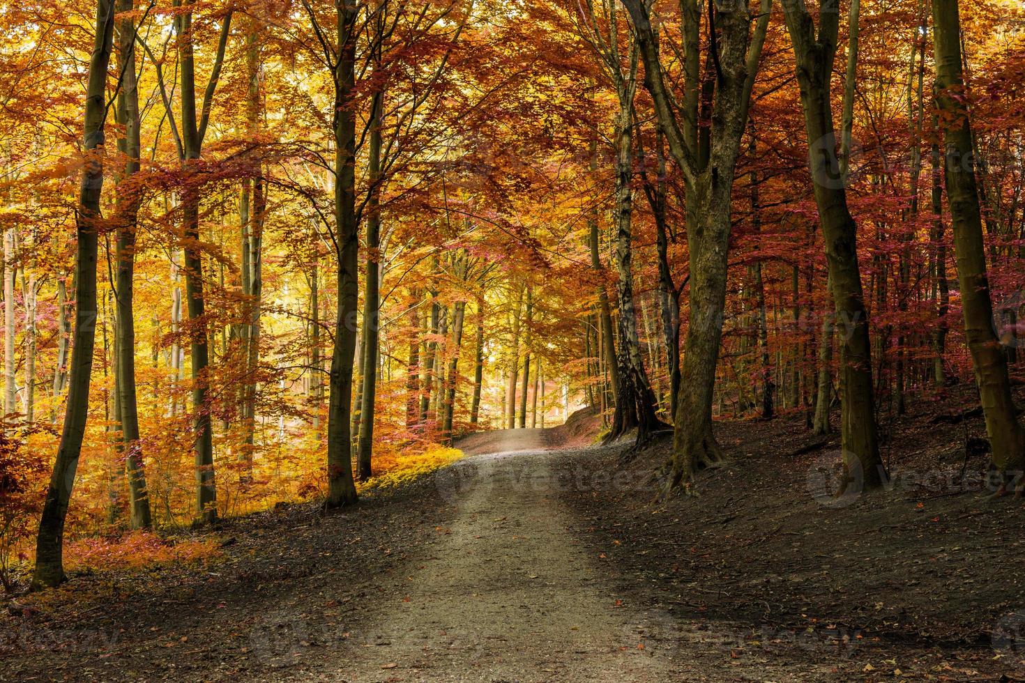 floresta de outono outono com caminho foto