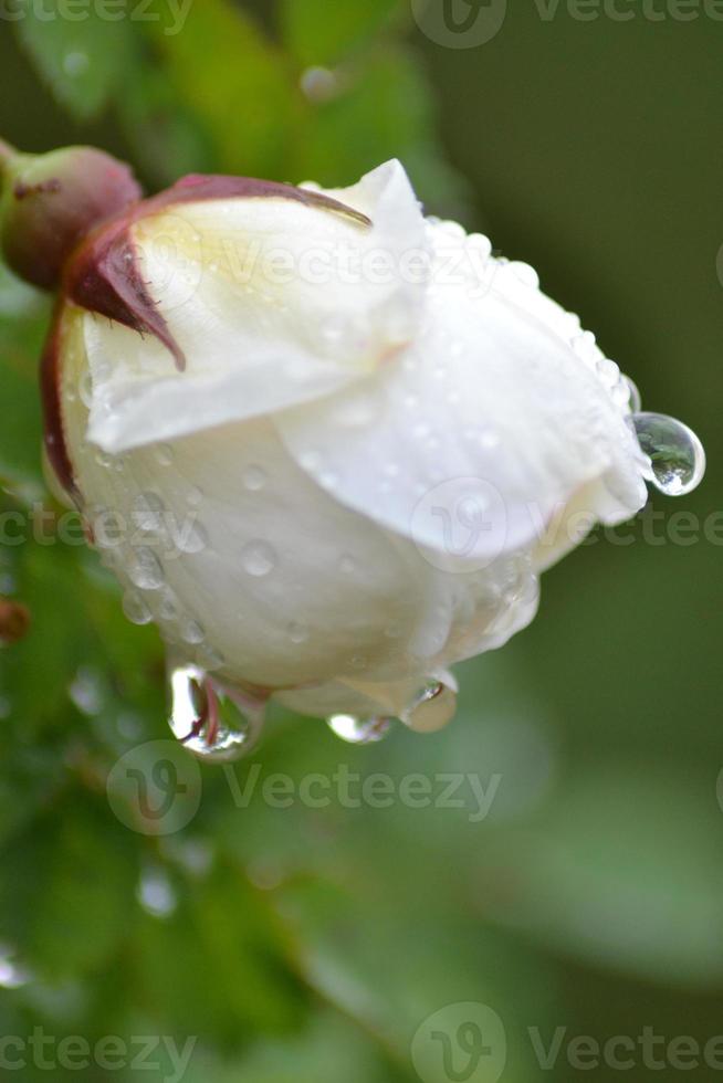 rosa de verão com pingo de chuva foto