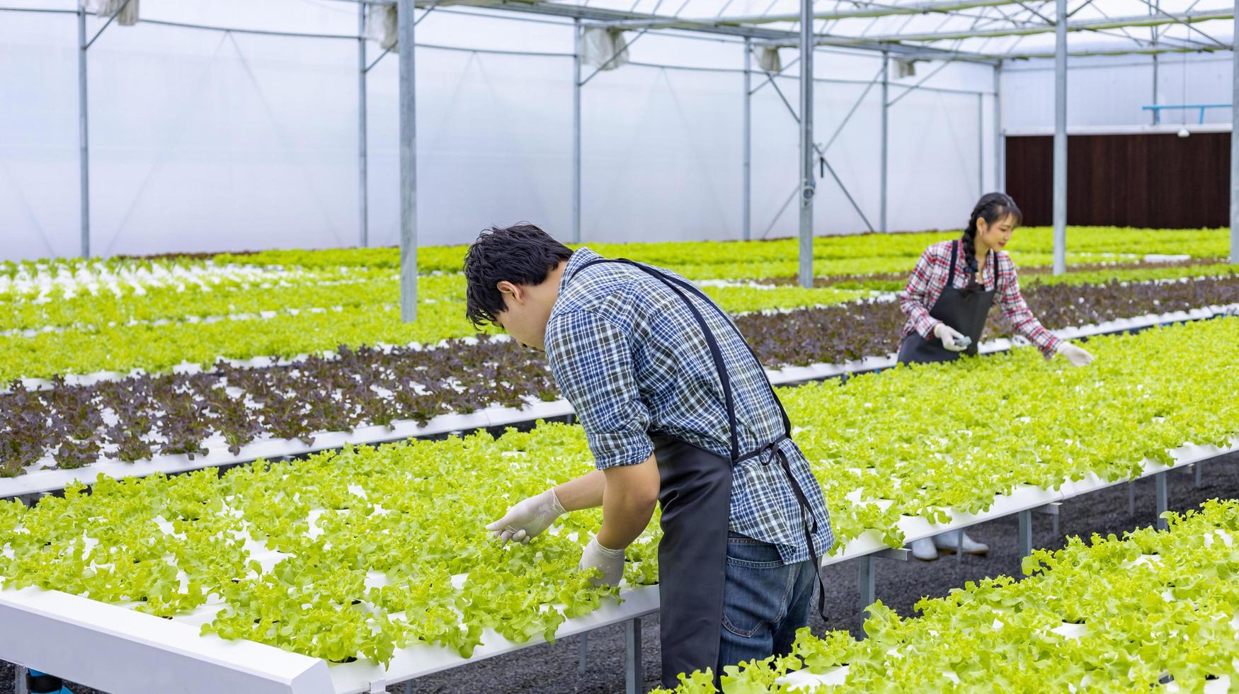 agricultores locais asiáticos cultivando sua própria alface de salada de carvalho verde na estufa usando a abordagem orgânica do sistema de água hidropônica para empresas familiares foto
