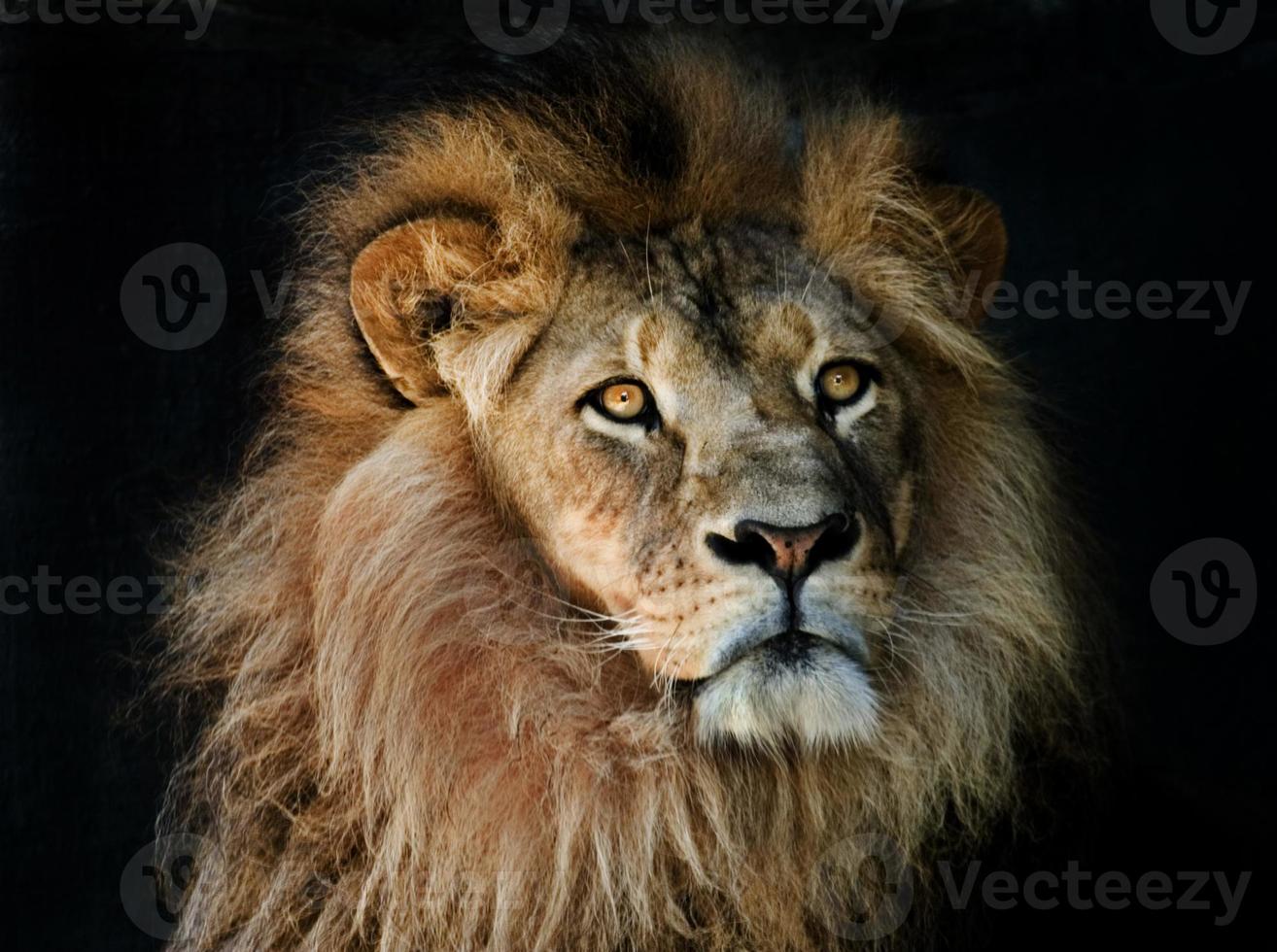 retrato de cabeça de leão foto