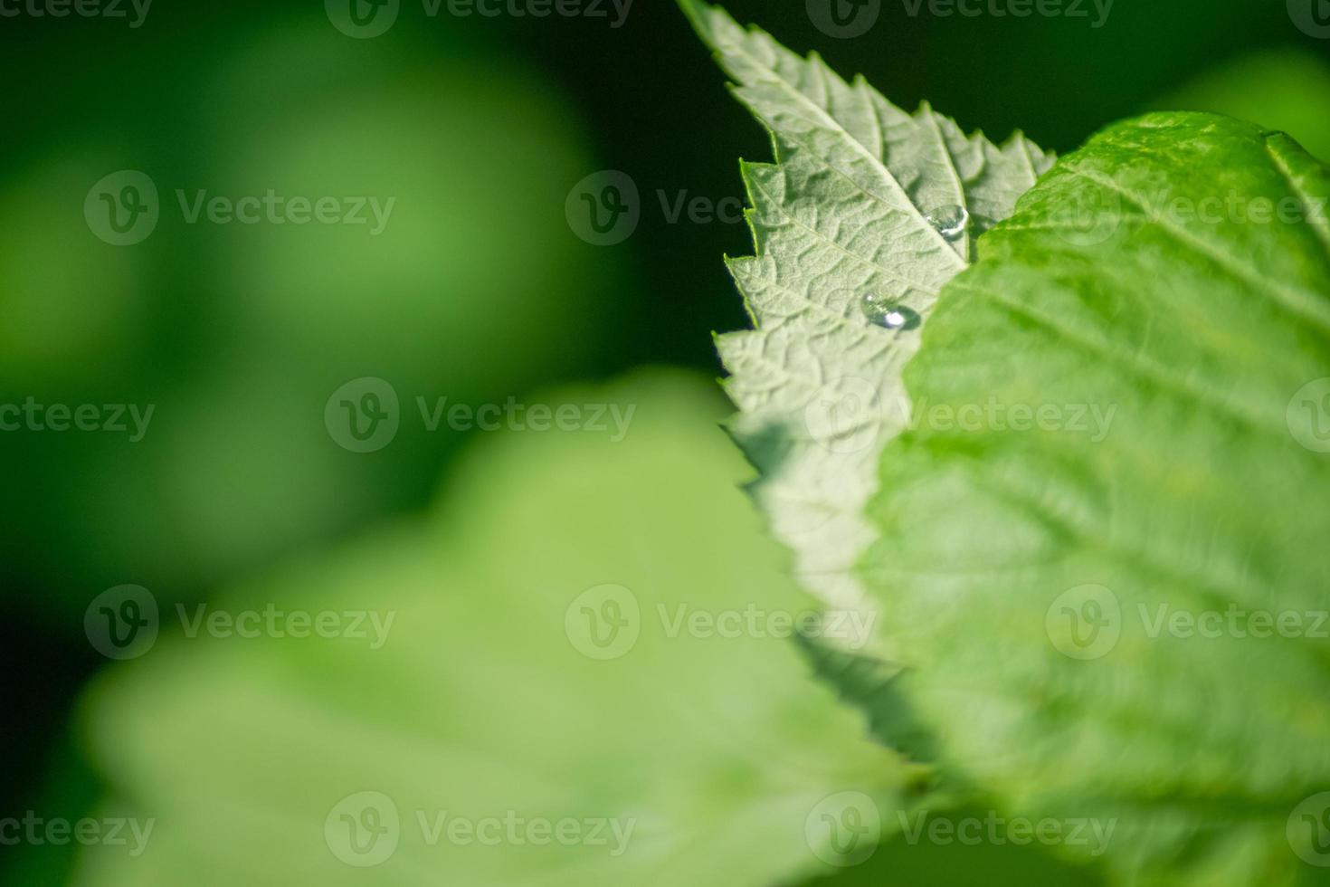 urtiga em close-up com gotas de água foto