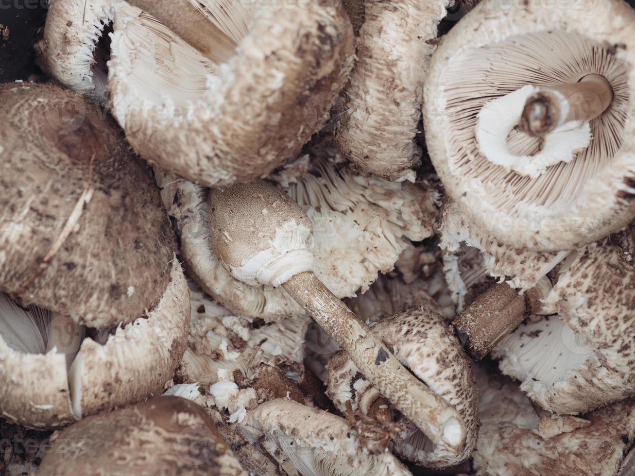 cogumelos ... close-up foto