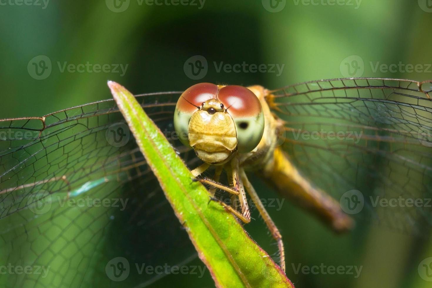 libélula close-up foto