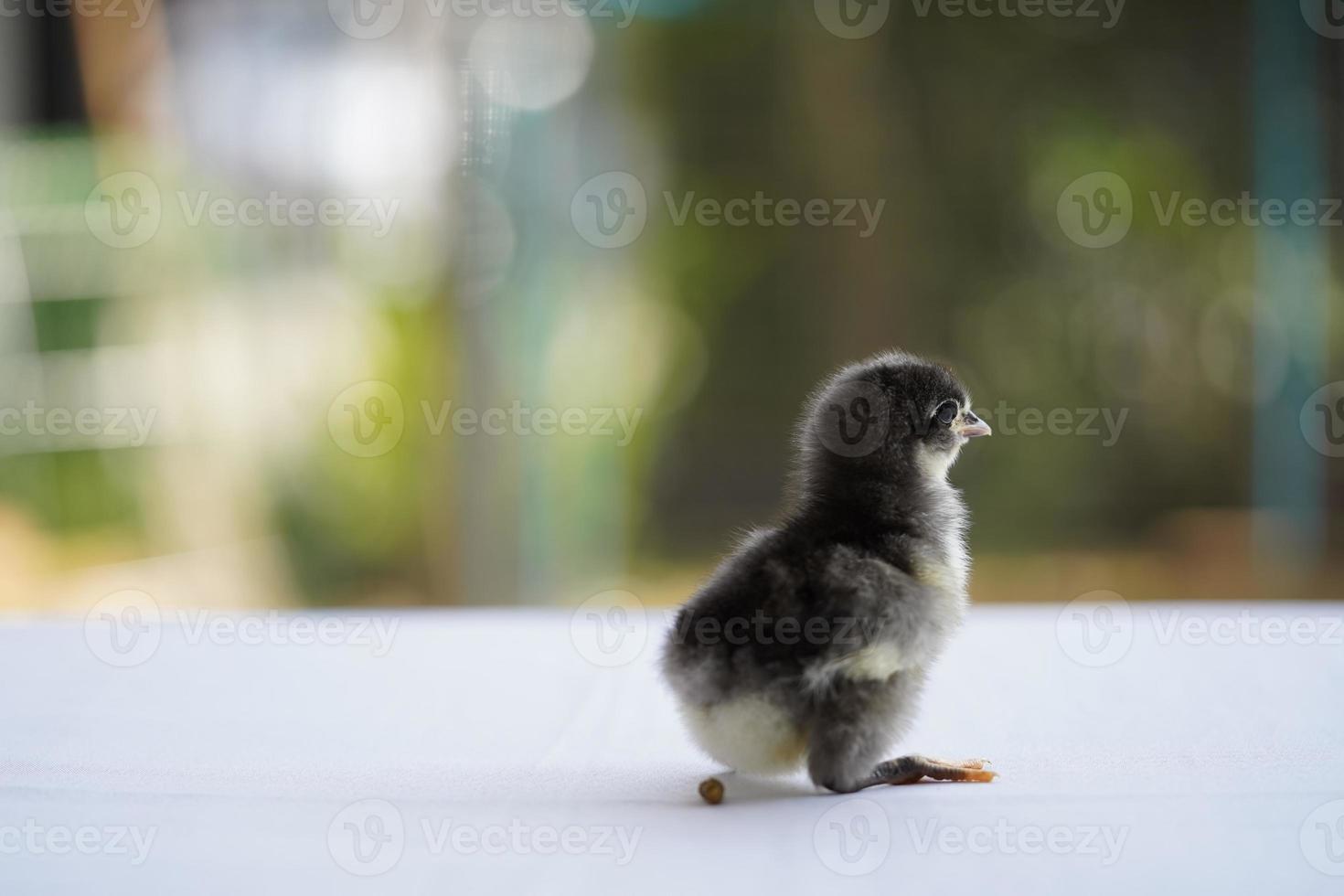 bebê preto australorp pintinho cocô em pano branco cubra a mesa com bokeh e borre o jardim em um campo ao ar livre foto