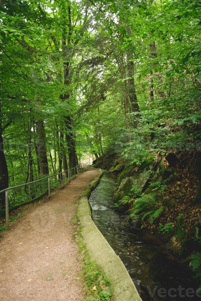 caminho da floresta com córrego foto