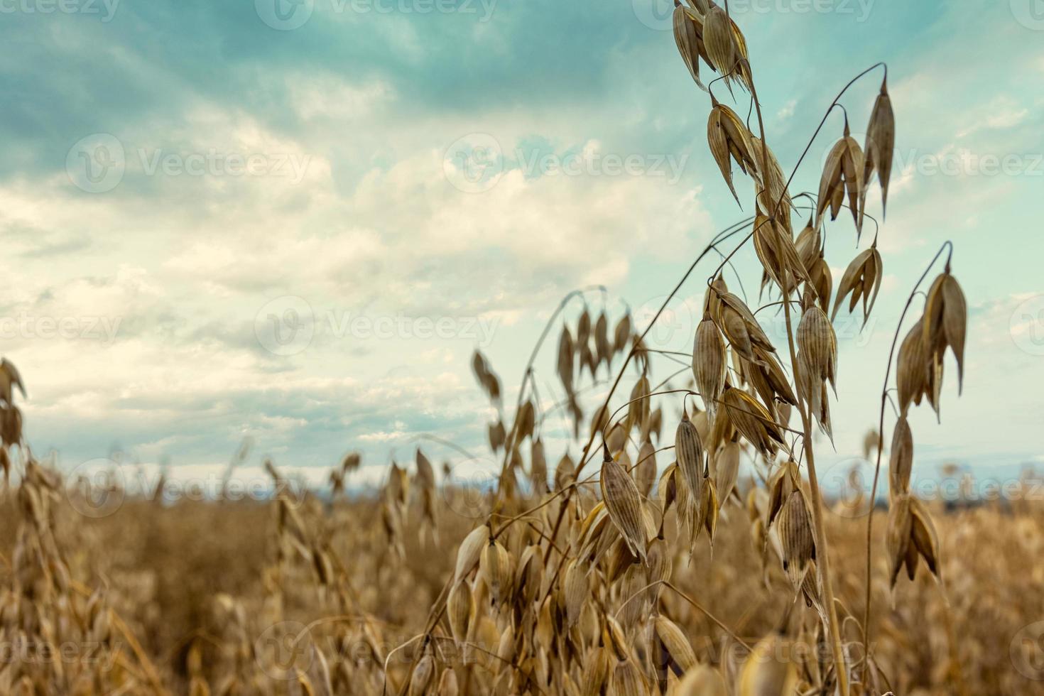 campo de cereais no outono com céu nublado foto