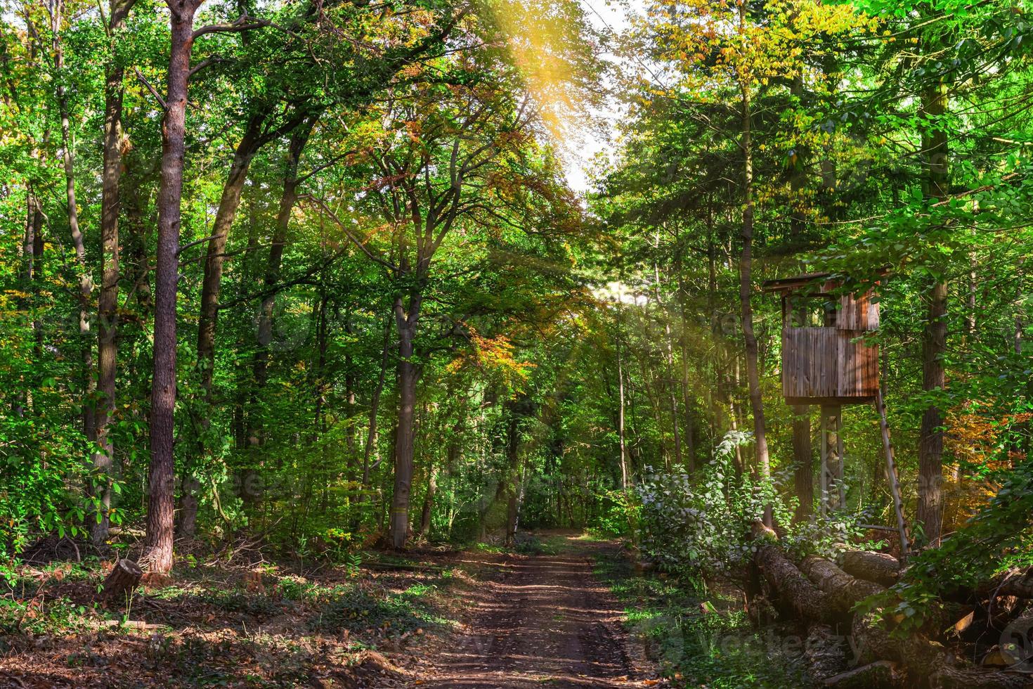 estande de caça perto de uma floresta foto