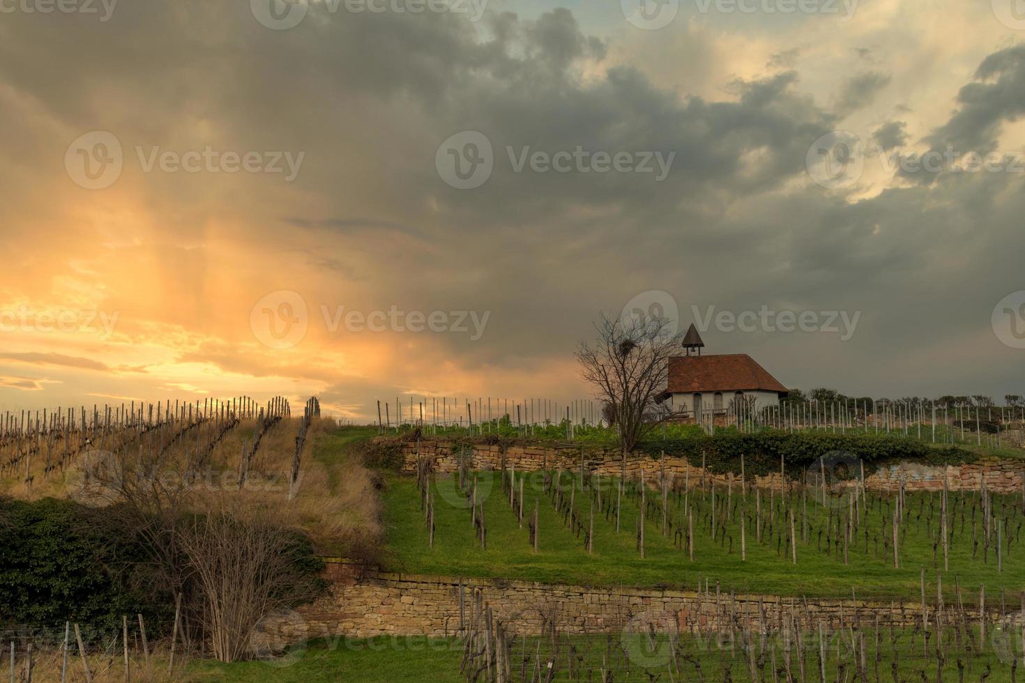 vinhedos na alemanha com céu nublado foto