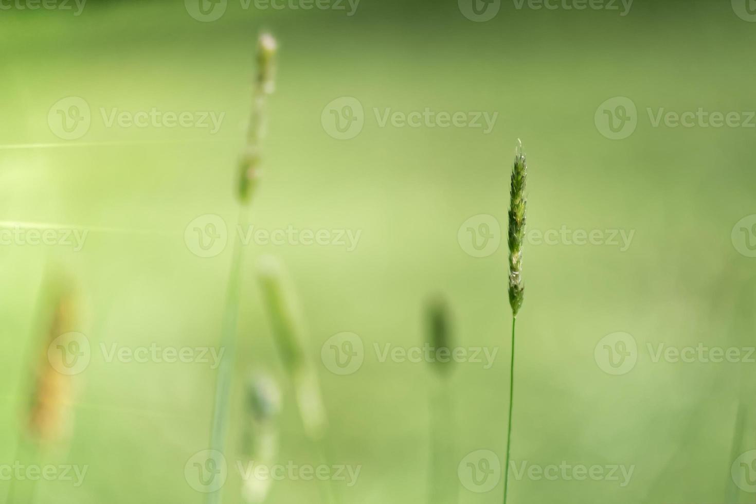 planta de grama filigrana foto