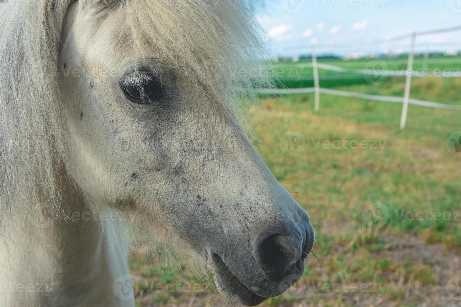 vista de perfil recortada de um cavalo branco ou cinza foto