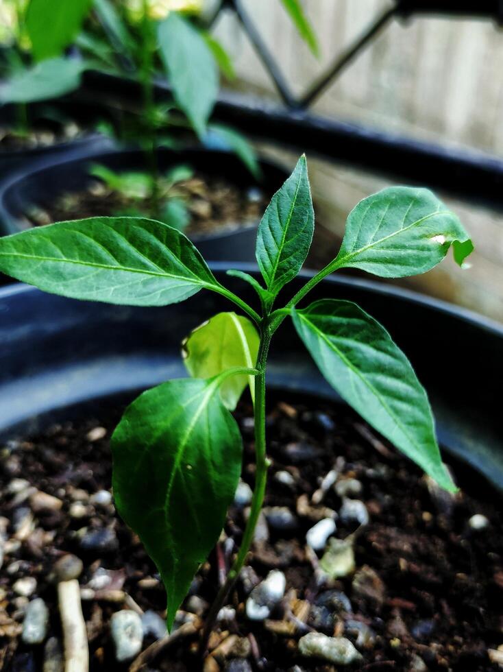 uma planta em um vaso que agora está começando a crescer foto