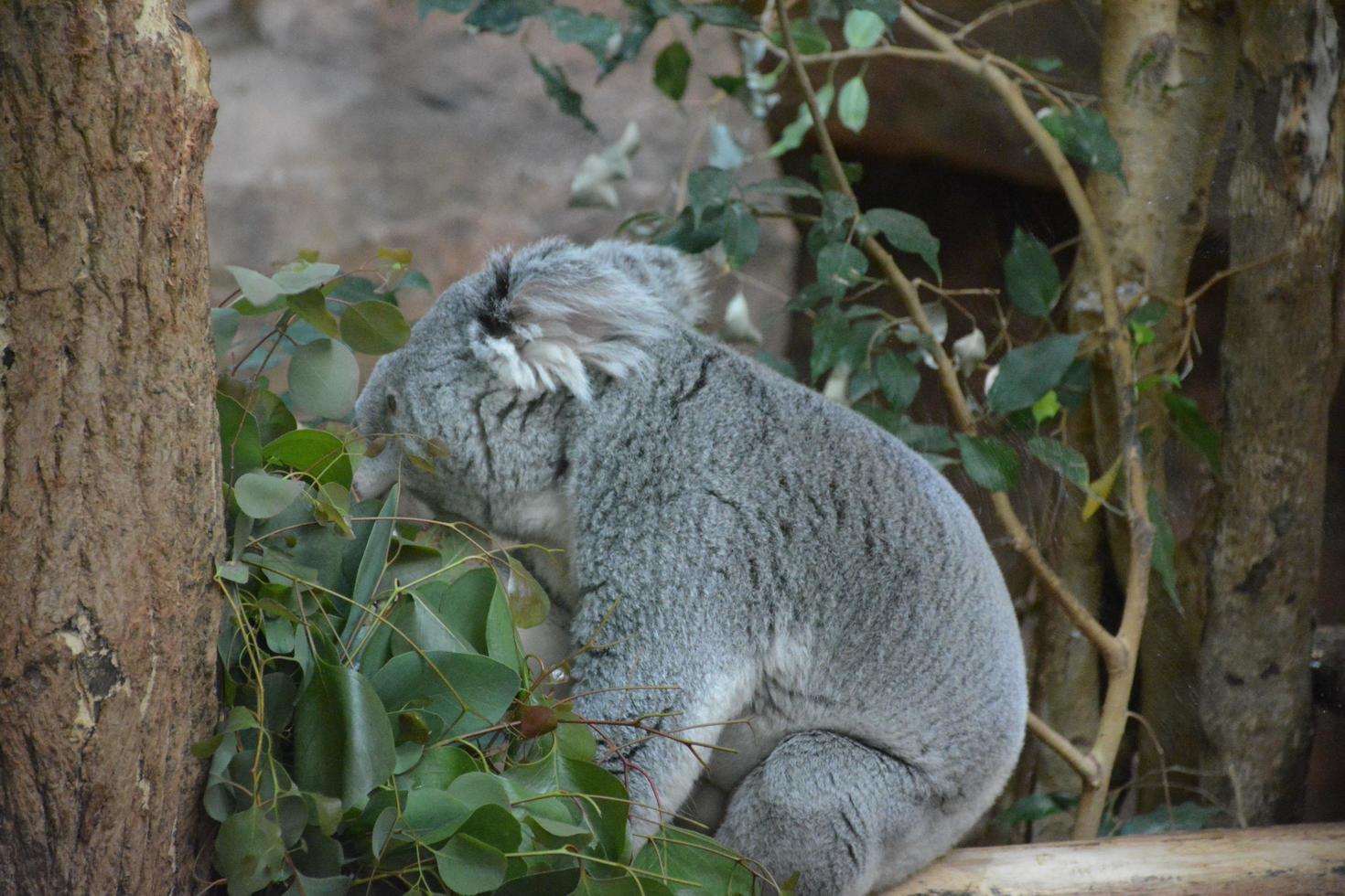 lindo coala cinza foto