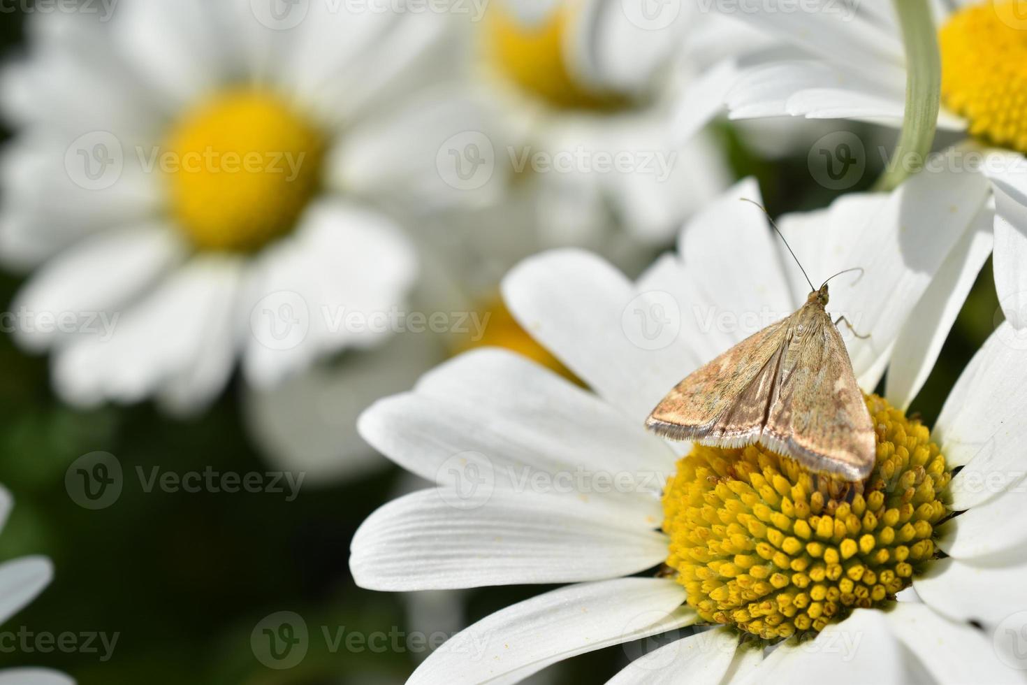 a borboleta da mariposa do prado loxostege sticticalis em uma margarida no verão foto