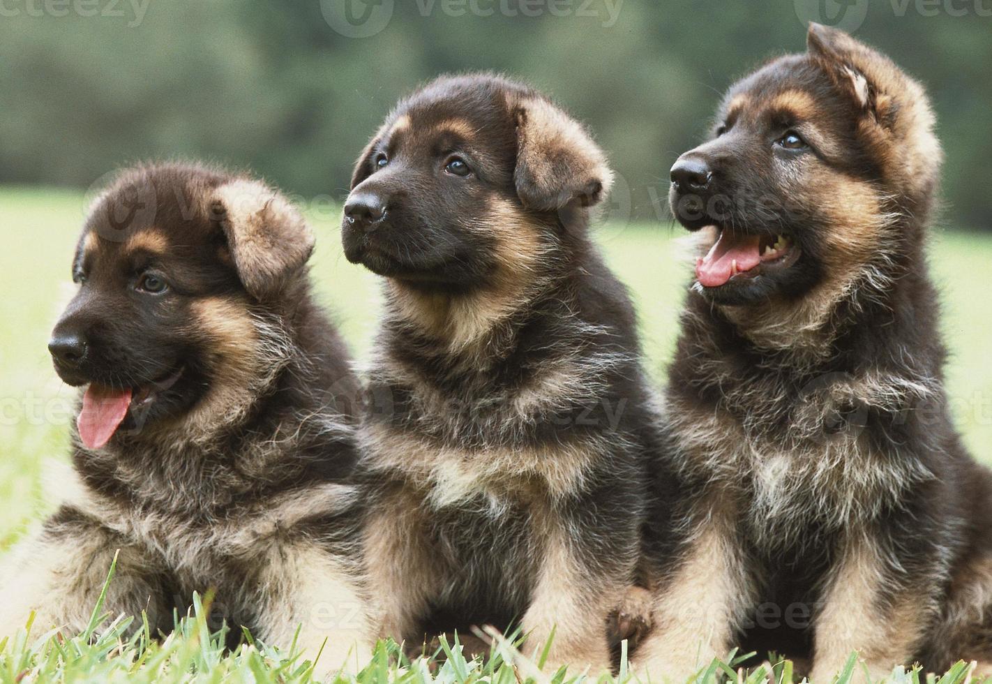 três filhotes de pastor alemão foto