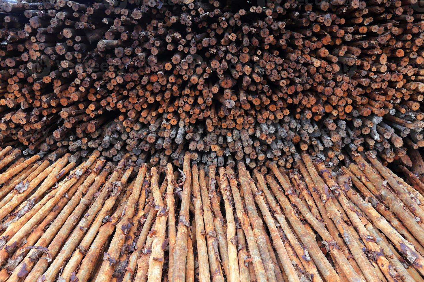madeira de mangue para ser processada como carvão foto