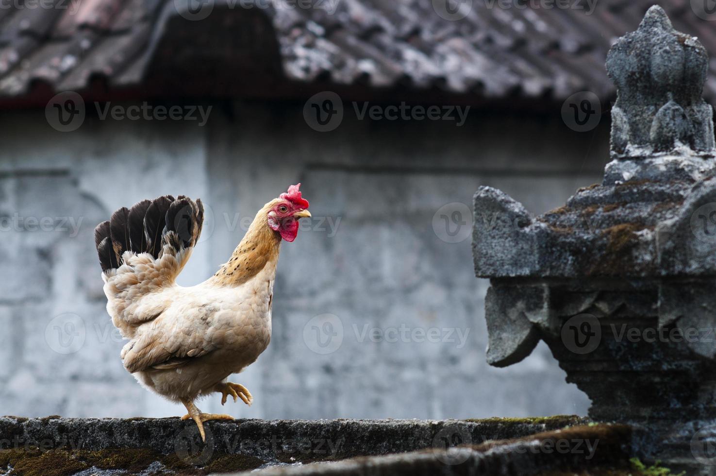 galinha com templo balinesse foto