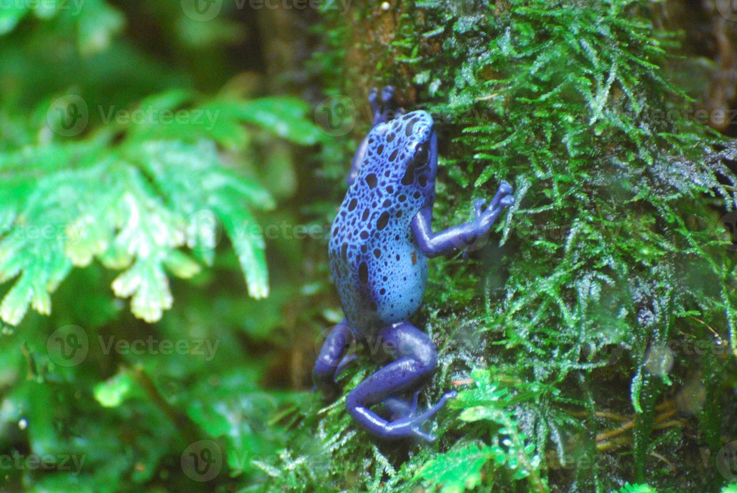 sapo dardo venenoso azul foto