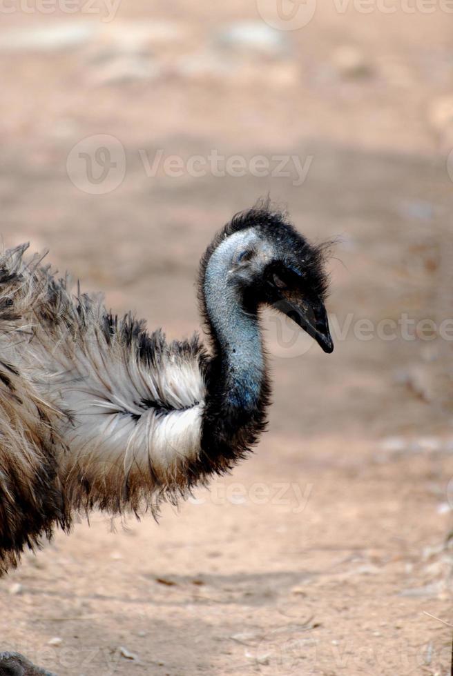 grande pássaro emu com uma curva s no pescoço foto