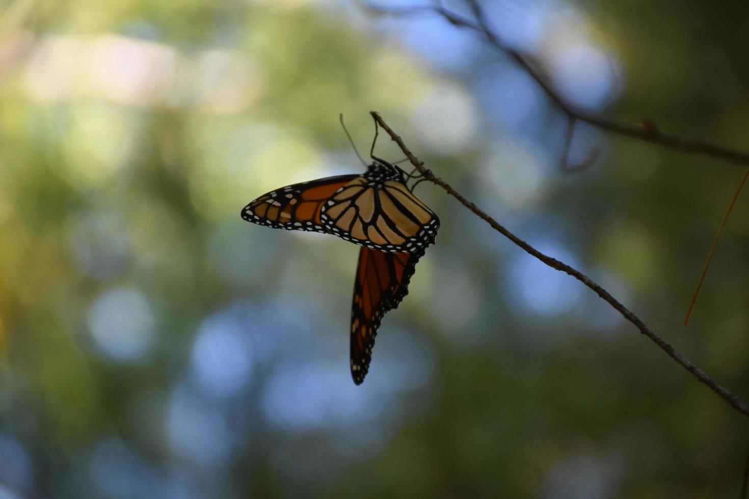 borboleta laranja com asas ligeiramente abertas em um galho foto