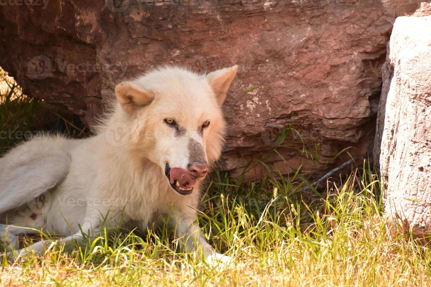 lobo de madeira lambendo o nariz na natureza foto