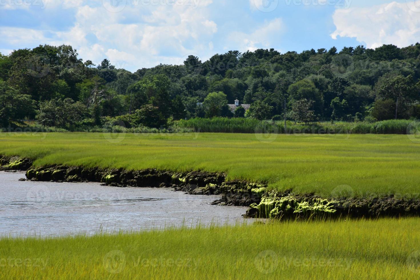deslumbrantes gramíneas de pântano vibrantes ao longo do rio norte foto