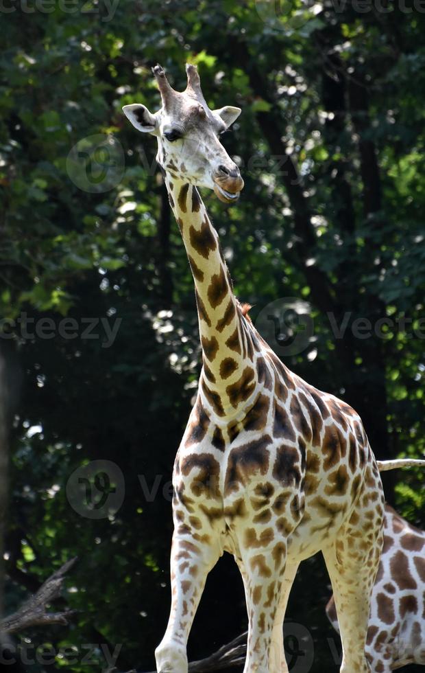 incrível imagem de uma girafa na natureza foto