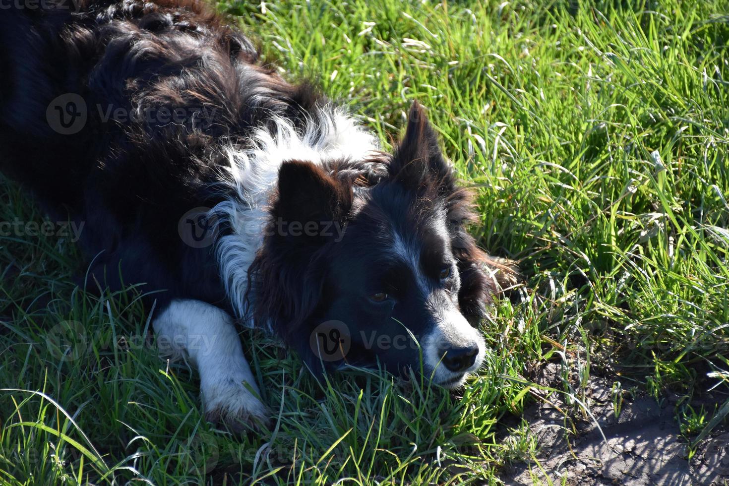 lindo cachorro border collie deitado na grama verde foto
