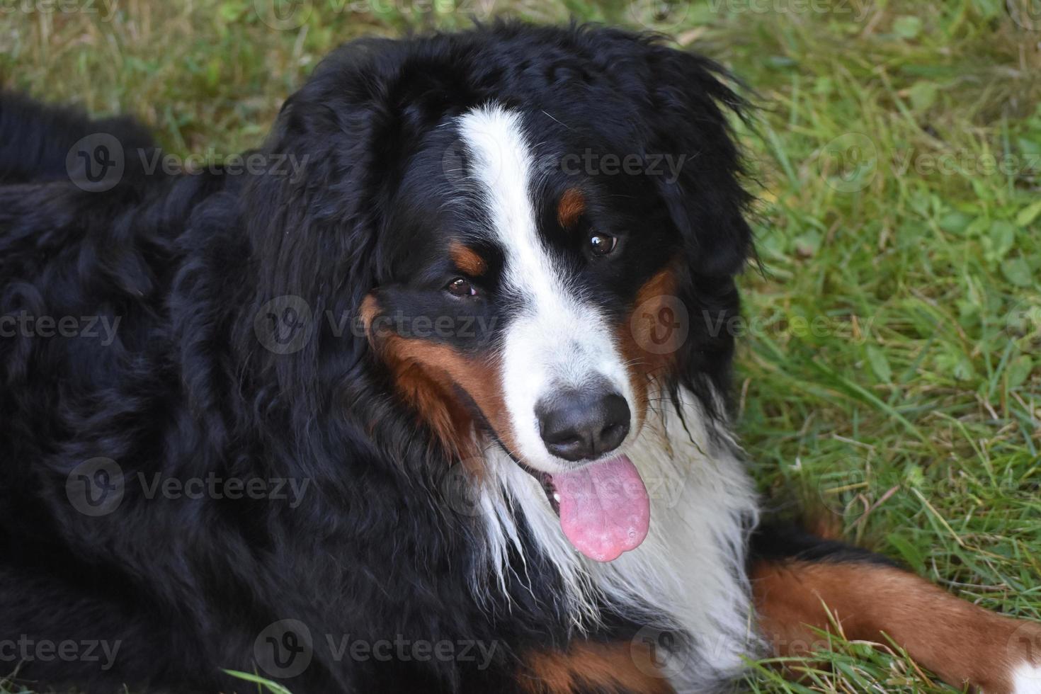 cão de montanha bernês olhando para cima foto