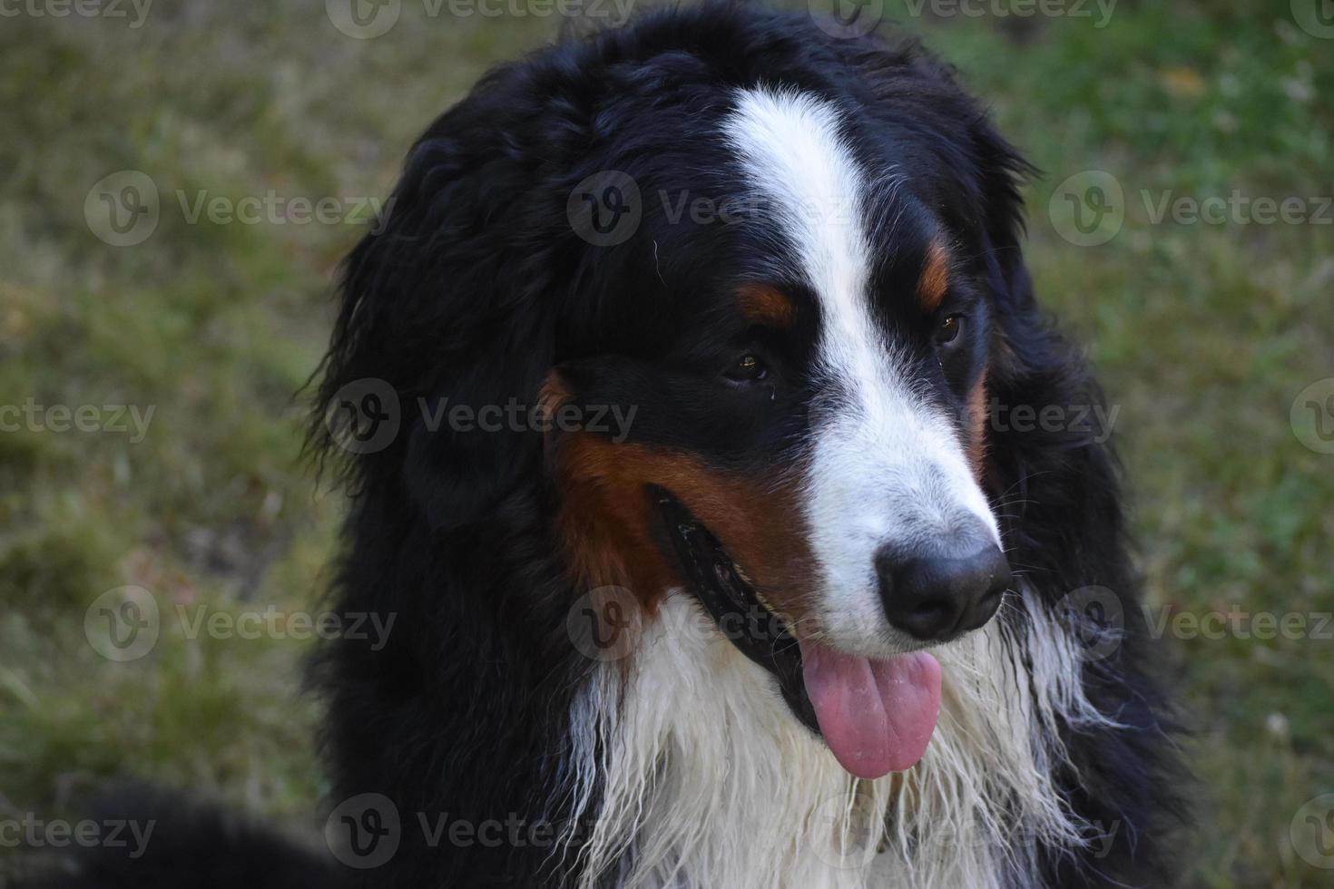cão de montanha bernês com pêlo úmido foto
