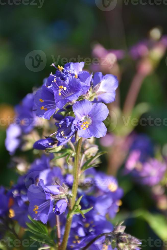 flores de flor de delphinium roxa bonita florescendo em um jardim foto