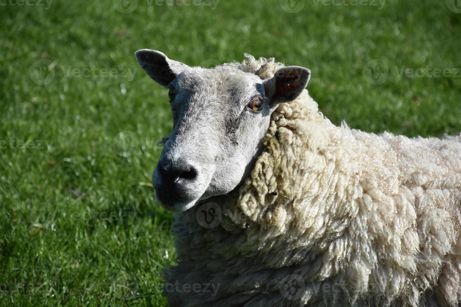 ovelha desgrenhada lanosa em um campo de grama foto