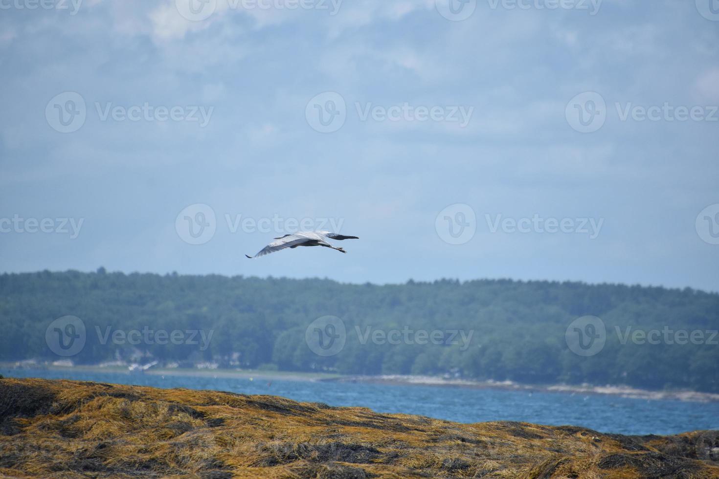 garça deslizando sobre algas marinhas na baía do casco foto