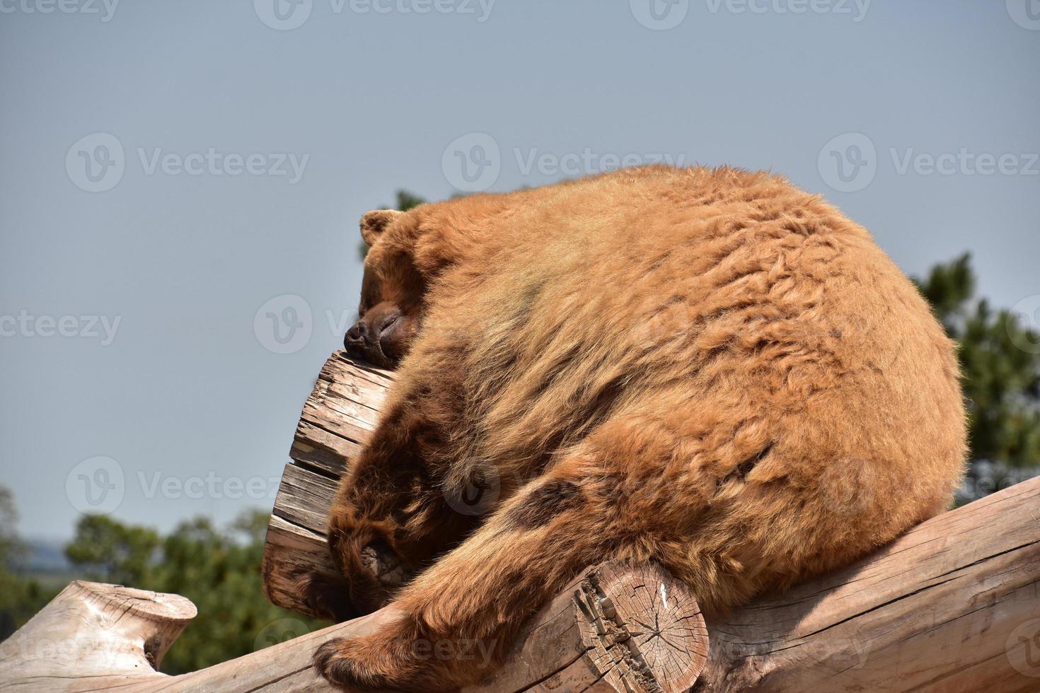 pele grossa e desgrenhada em um urso preto marrom dormindo foto