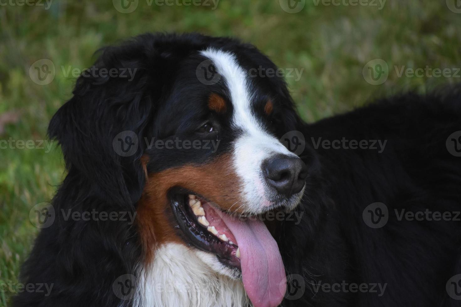 língua rosa longa pendurada para fora de um cão da montanha bernese foto