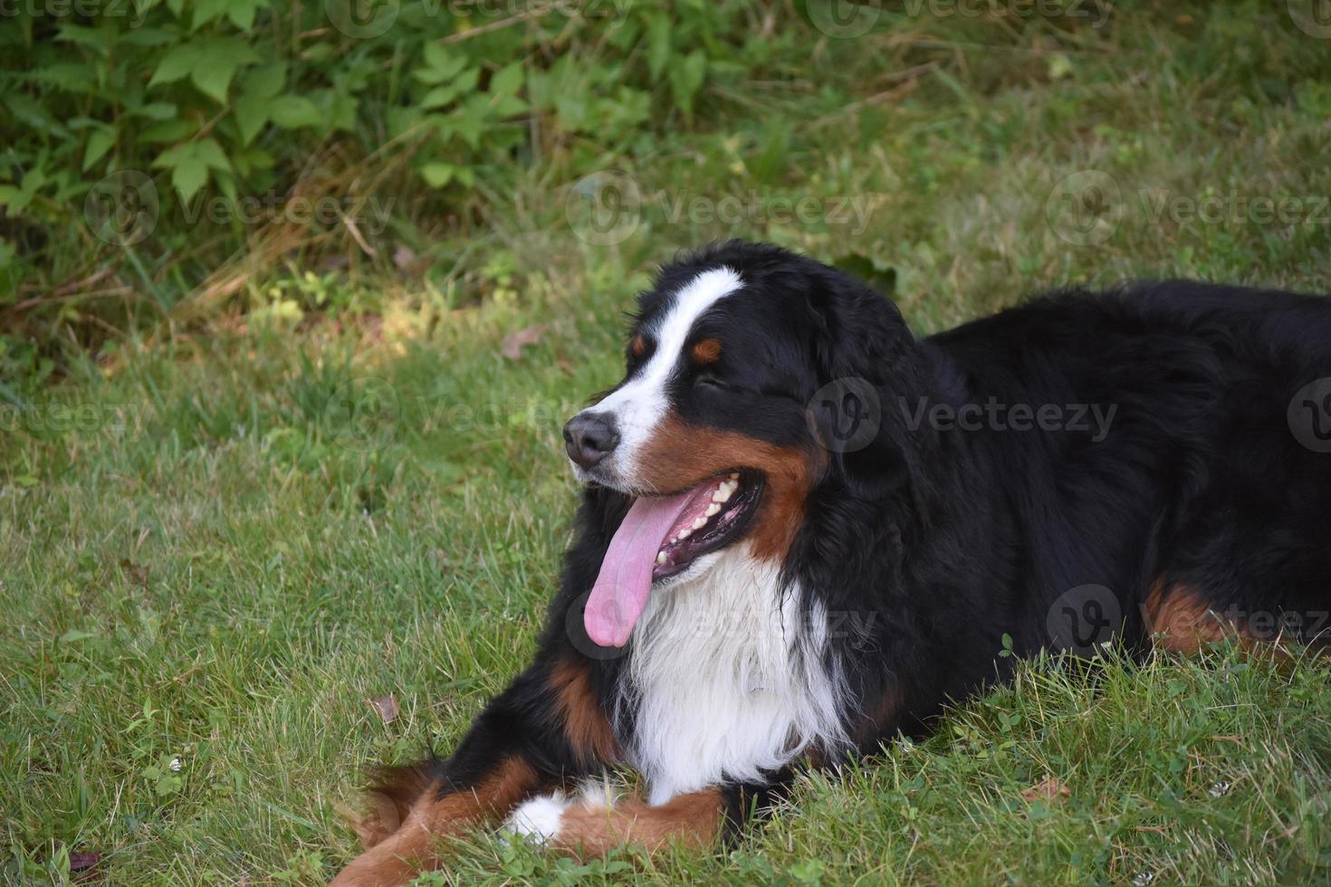 cão de montanha bernês em um quintal foto