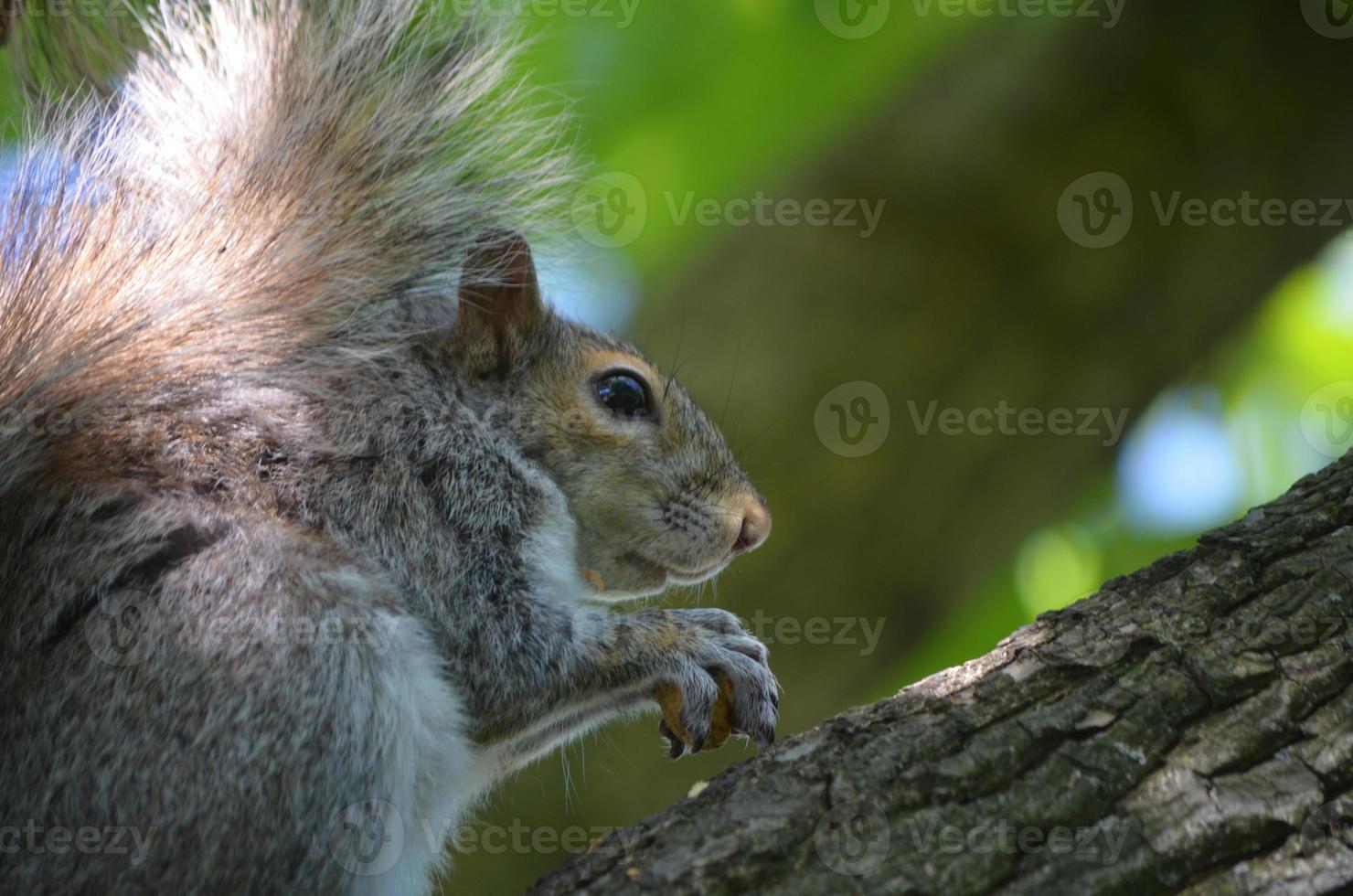 adorável esquilo cinza em um galho de árvore foto