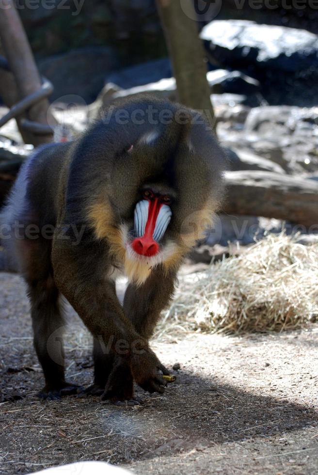 macaco mandril adulto maduro andando de quatro foto