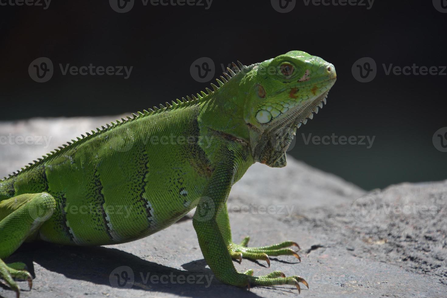 perfil lateral de uma iguana verde com espinhos foto