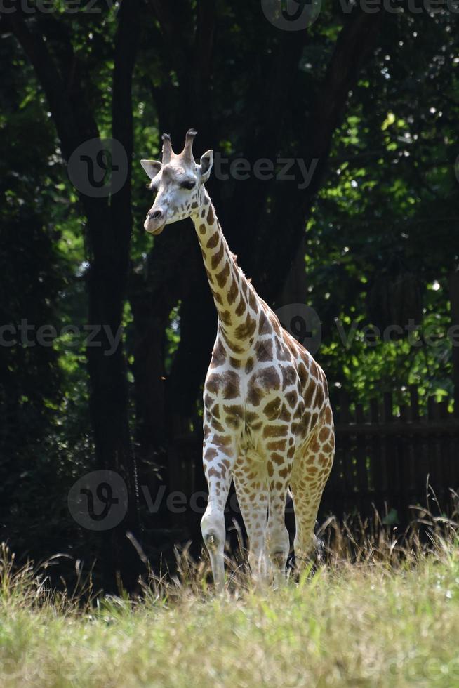 incrível vista panorâmica de uma girafa bebê foto