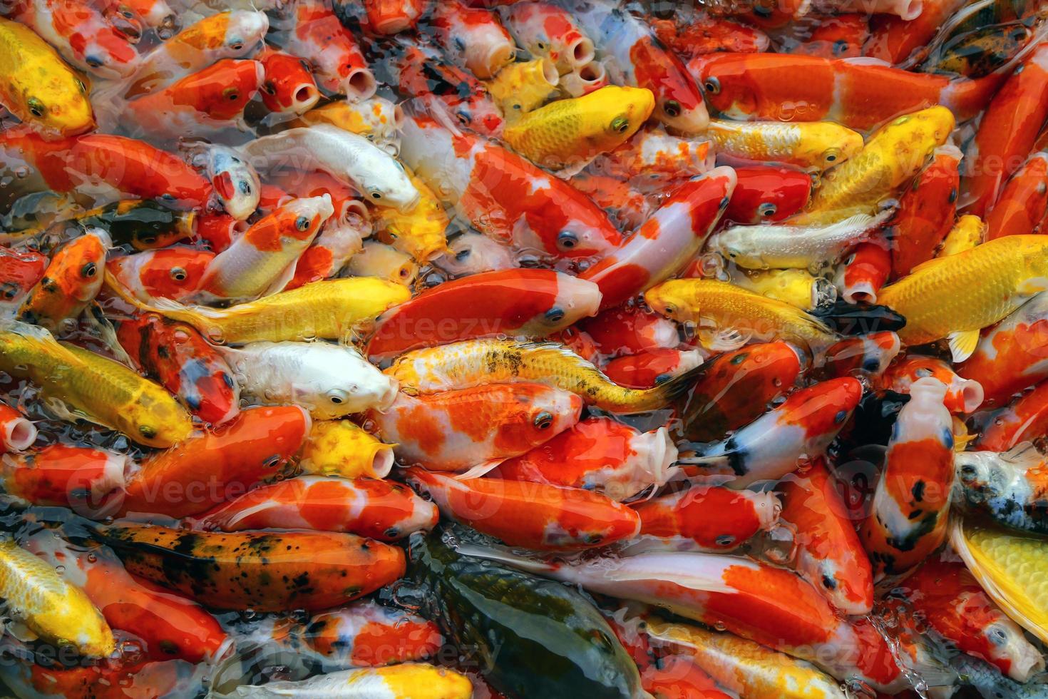 peixes koi nadam na lagoa. muitos dos peixes coloridos da carpa de fundo. foto