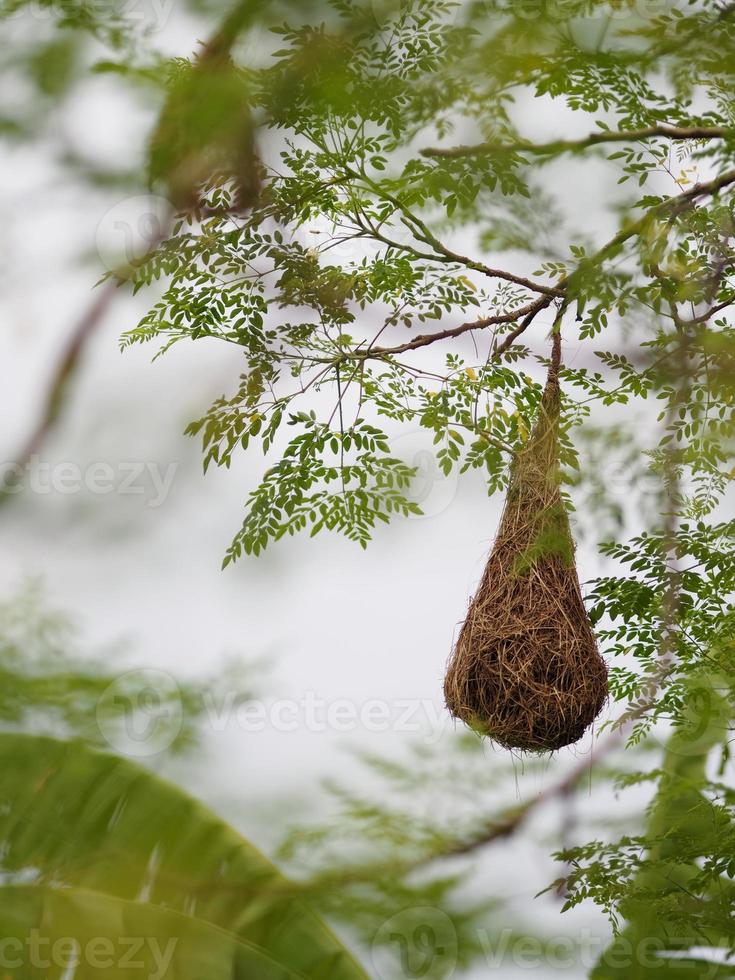 ninho de pássaro, tecelão no ninho de árvore pássaro tecelão pendurar no fundo da natureza da árvore foto