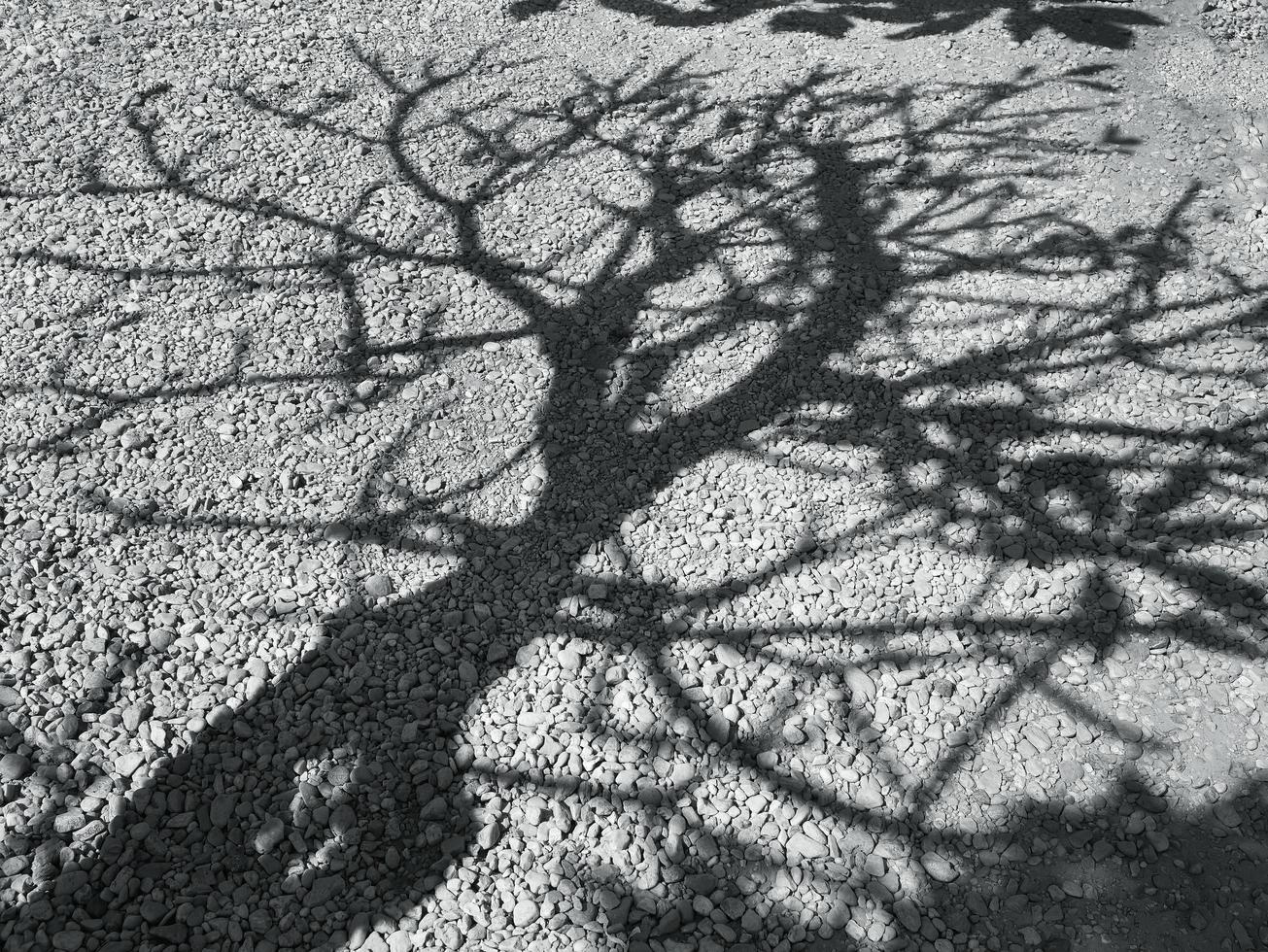 sombra de galhos de árvores e sombra na cor cinza no chão foto