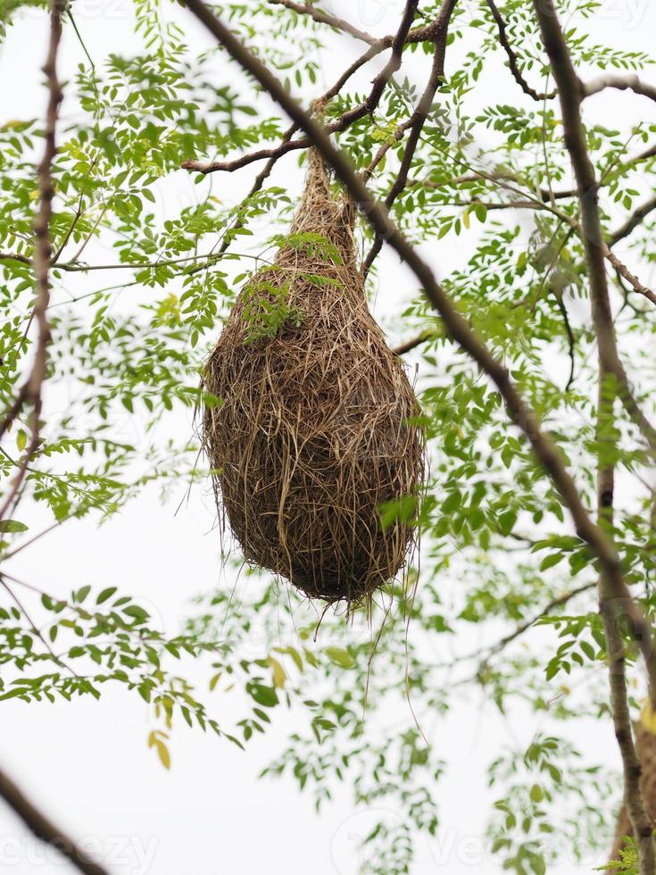 ninho de pássaro, tecelão no ninho de árvore pássaro tecelão pendurar no fundo da natureza da árvore foto