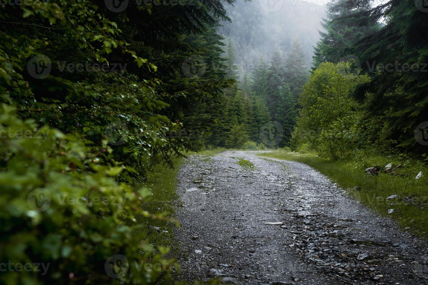 cena de trilha da floresta. floresta de caminho rochoso da floresta no nevoeiro. paisagem com árvores, névoa verde e azul colorida. fundo da natureza. floresta nebulosa escura foto