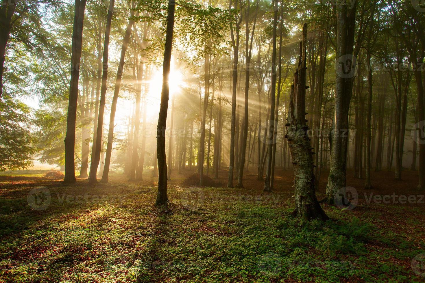 árvores da floresta de outono. natureza verde madeira luz solar fundos. foto