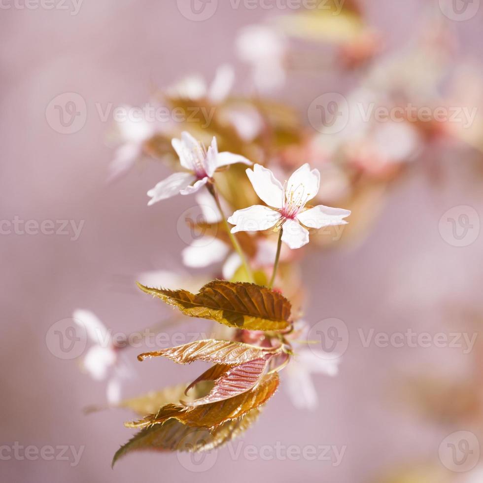 Flor de cerejeira foto