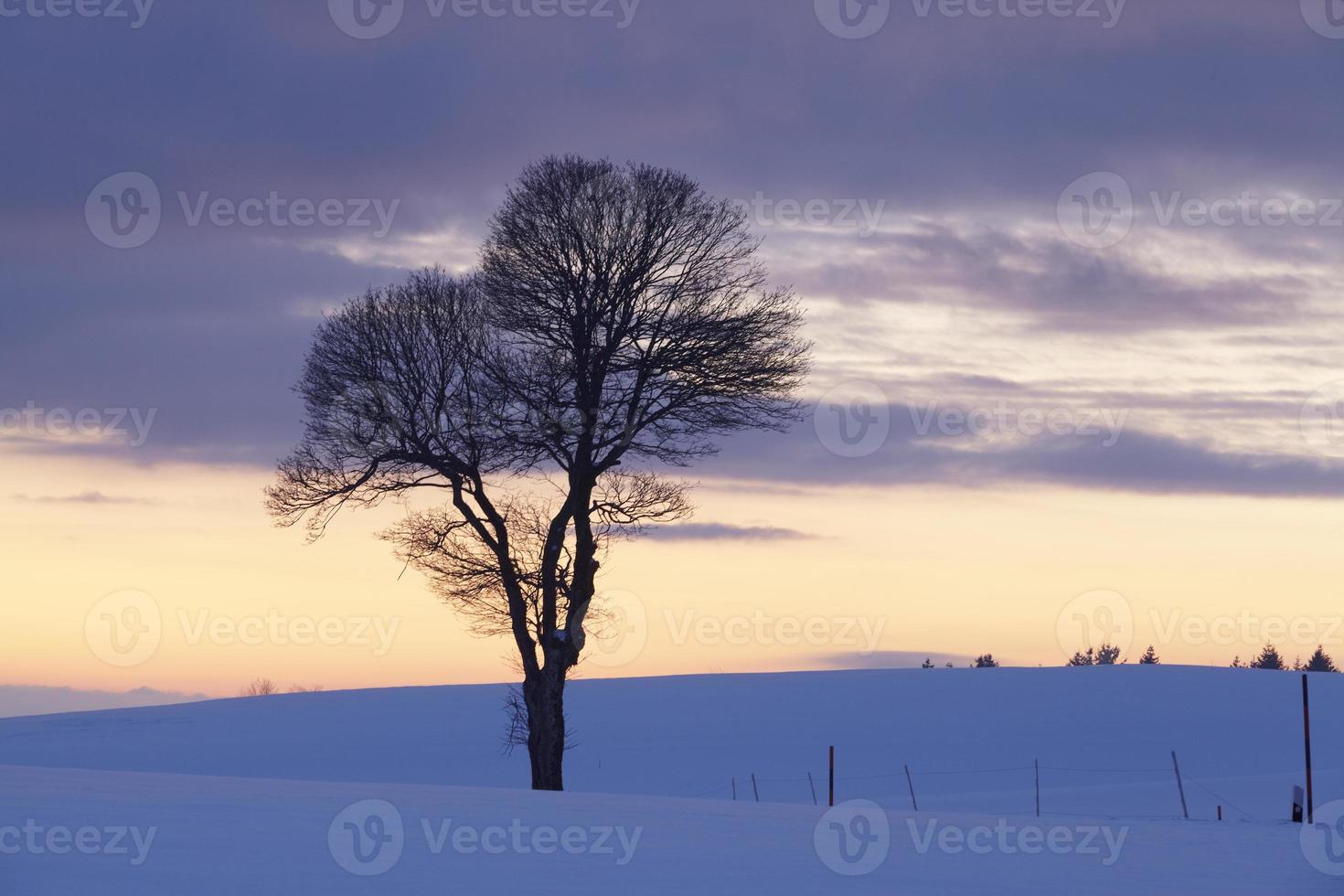 árvore em uma paisagem de inverno ao pôr do sol foto