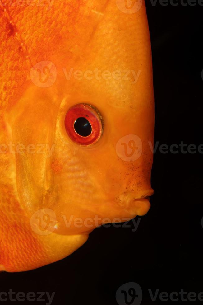retrato de peixe discus foto