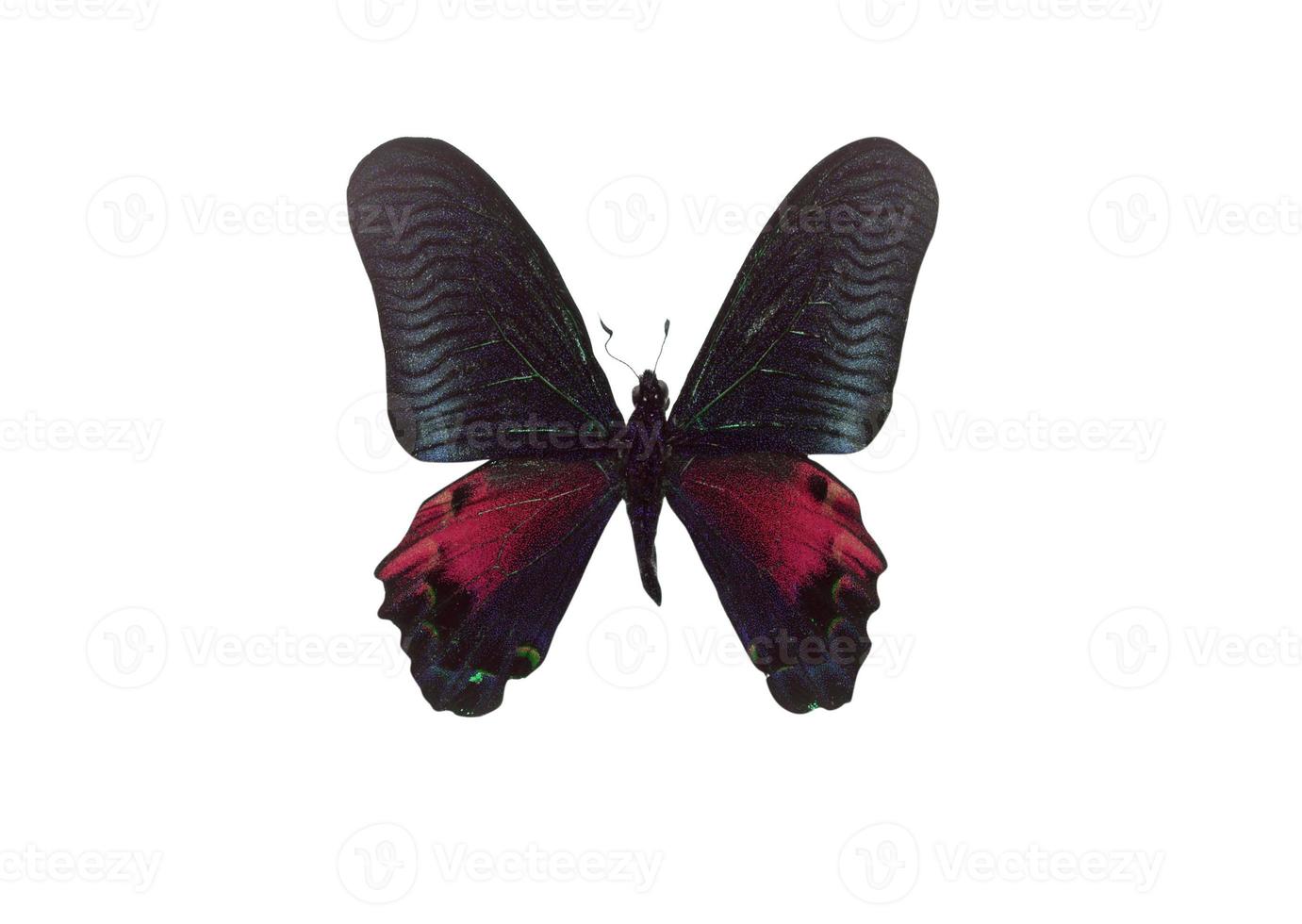 borboleta de cor preta. isolado no fundo branco foto